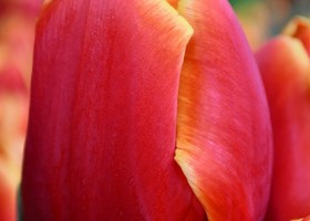 Tulipa Verandi (4)